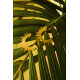 LOTT Gioielli CLASSIC OORBELLEN SUN L Goudkleurig 5,5cm - 49408